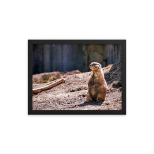 "Proud Prairie Dog" 12x16 framed poster print with black frame